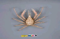 藏品(乳頭長腿蟹)的圖片